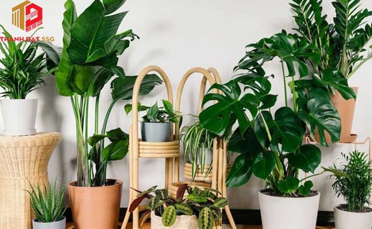 các loại cây trồng trong phong thủy